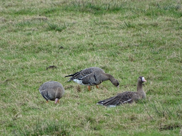 沃尔夫斯堡 沃尔夫斯堡